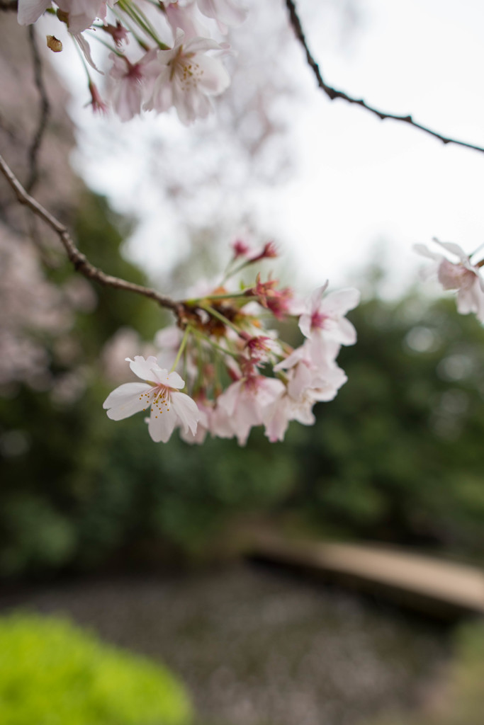 桜フォト2016