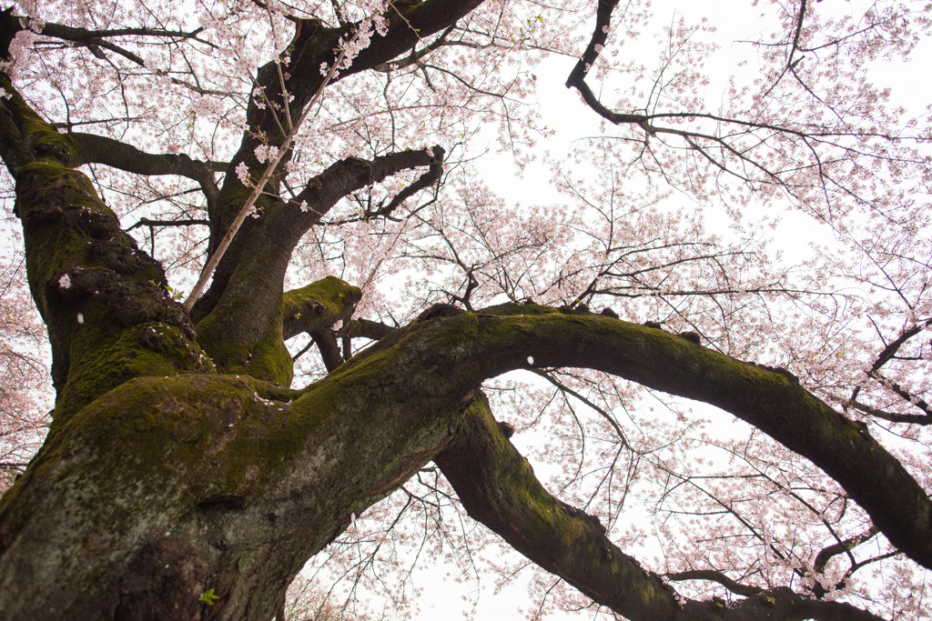 桜フォト2016