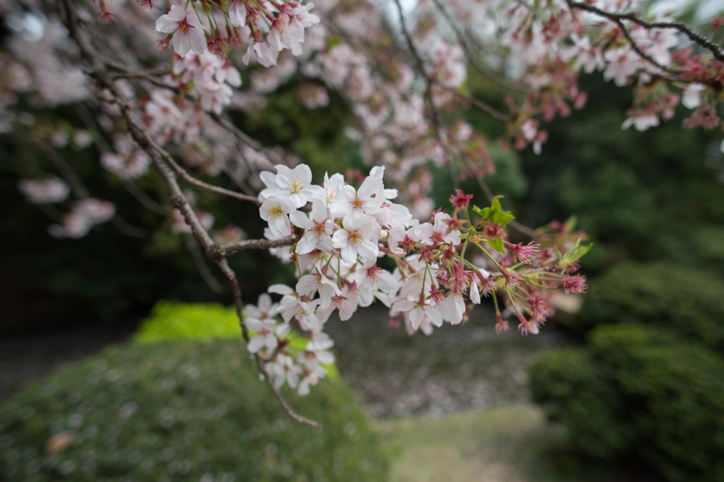 桜フォト2016