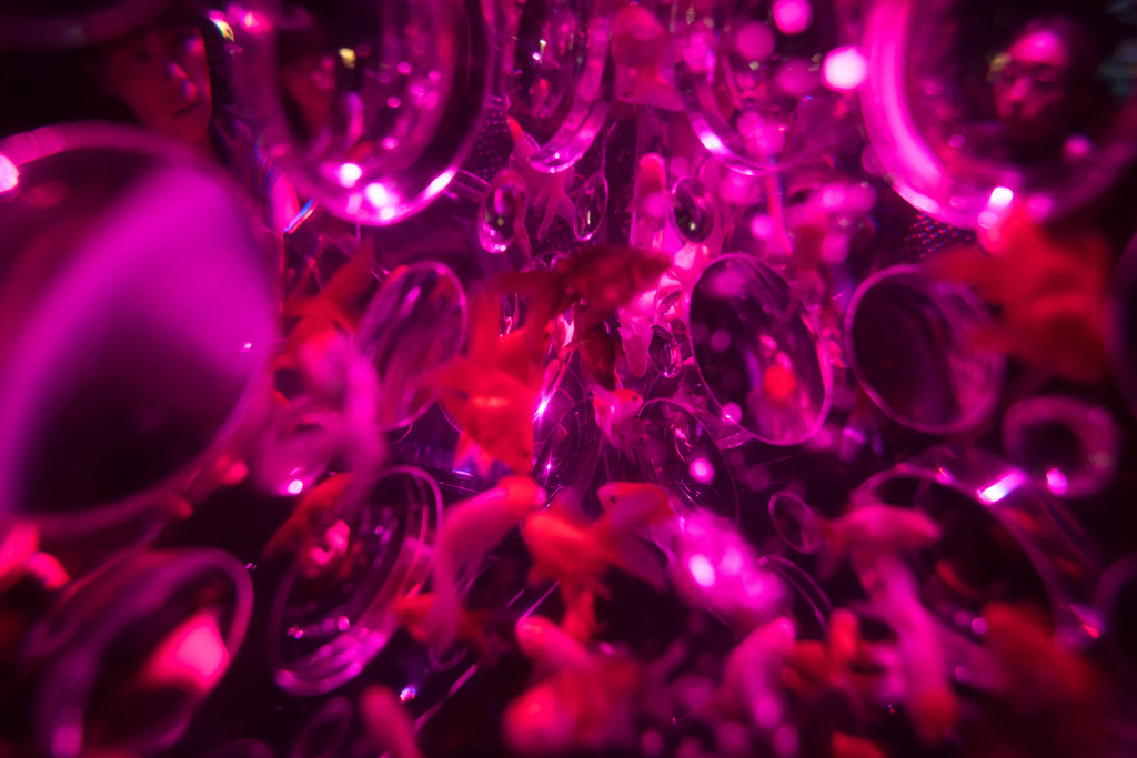アートアクアリウム2015