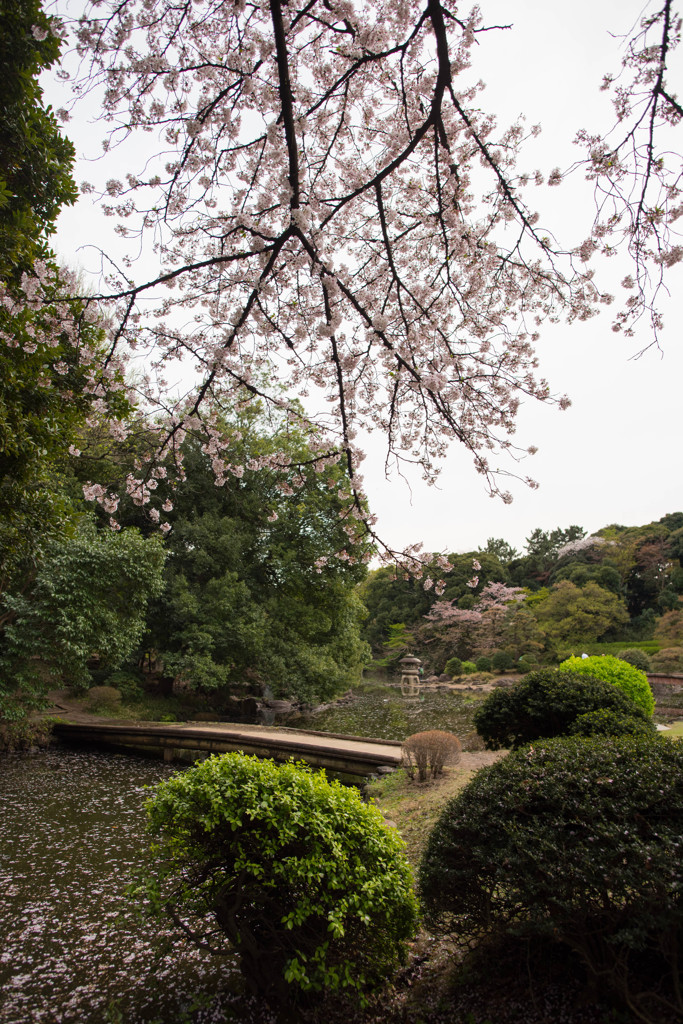 桜フォト2016