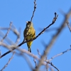 黄色くかわいいカワラヒワ