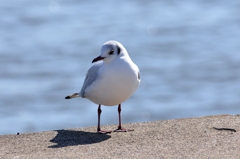 何しているのとユリカモメ