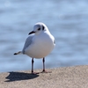 何しているのとユリカモメ