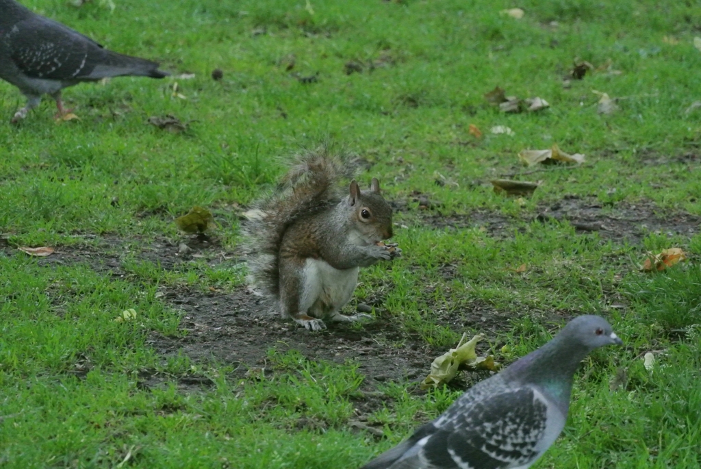 ロンドンのリス2
