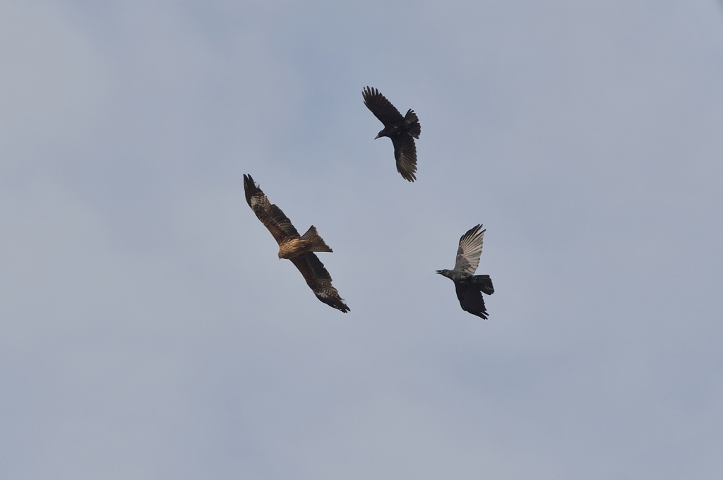 トビとカラスの空中戦1
