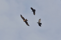 トビとカラスの空中戦1