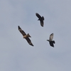 トビとカラスの空中戦1