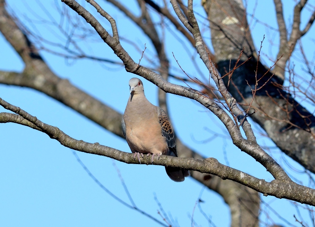 ごっごーと鳴くキジバトさん