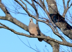 ごっごーと鳴くキジバトさん