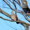 ごっごーと鳴くキジバトさん