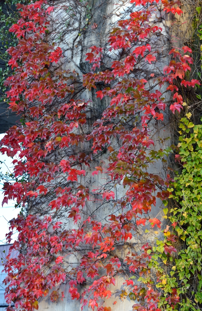 紅葉の蔦