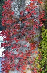 紅葉の蔦