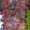紅葉の蔦