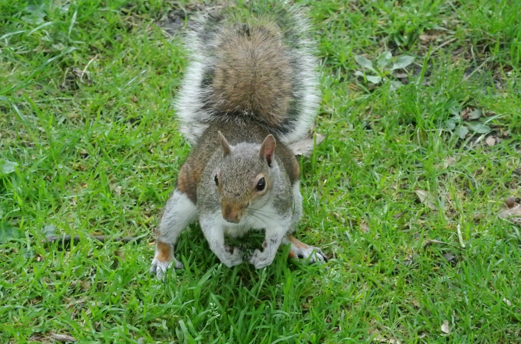 ロンドンのリス4