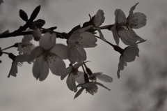 桜散る前