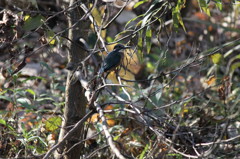 IMG_2640a