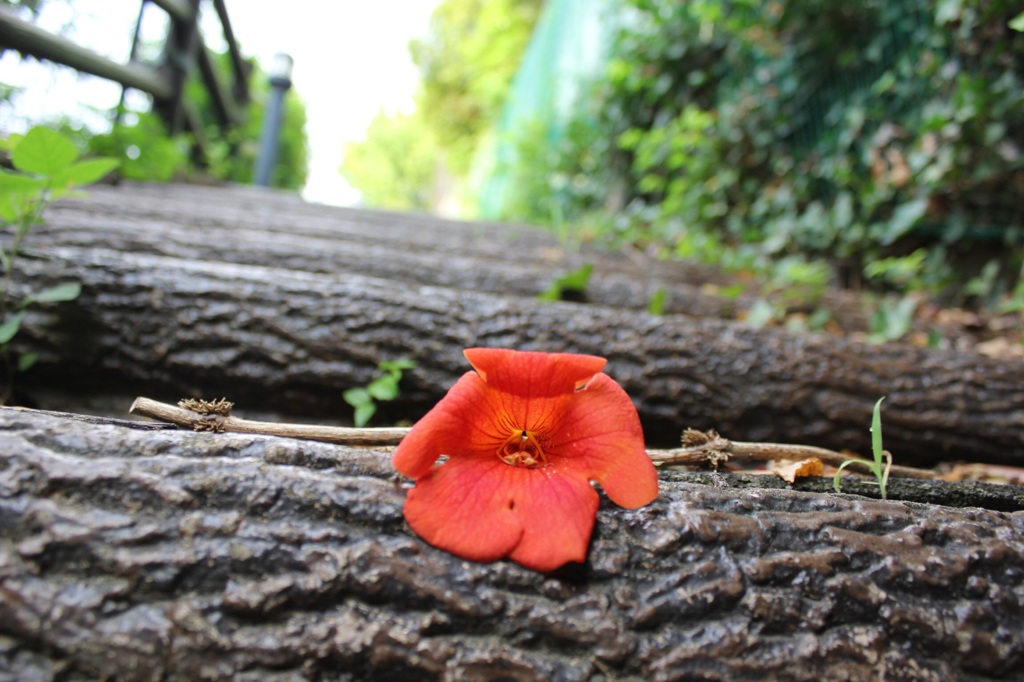 落ちた花にも