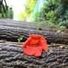 落ちた花にも