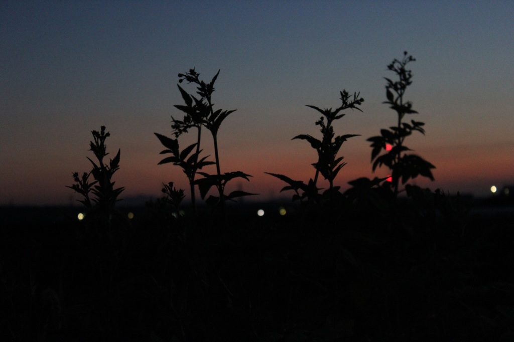 夕焼け
