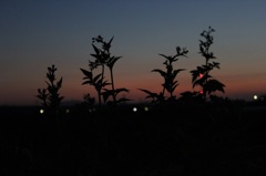 夕焼け