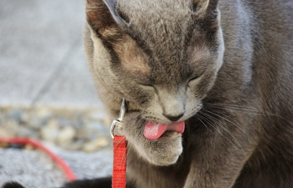 我が家の猫