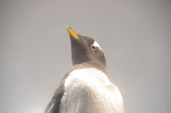 いけめんペンギン