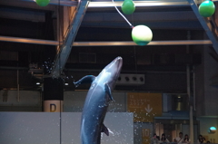 イルカのジャンプ