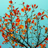 Heart of Fire -Autumn-
