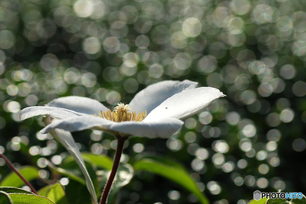 Bokeh