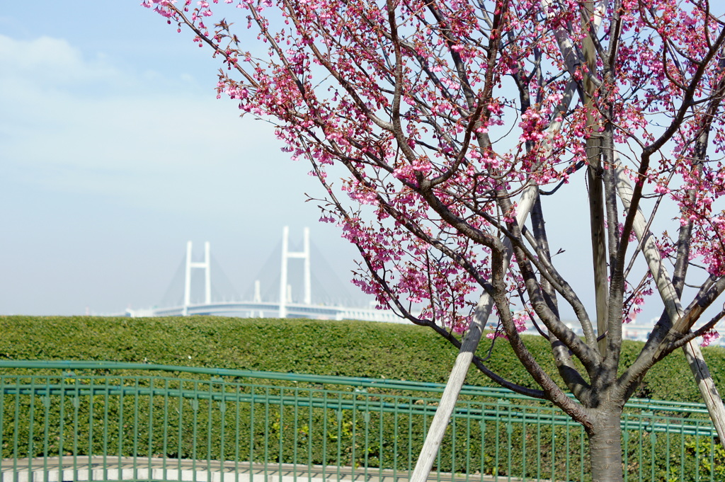 港の見える丘の桜