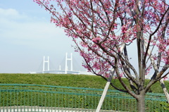 港の見える丘の桜
