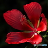 Scarlet rose mallow