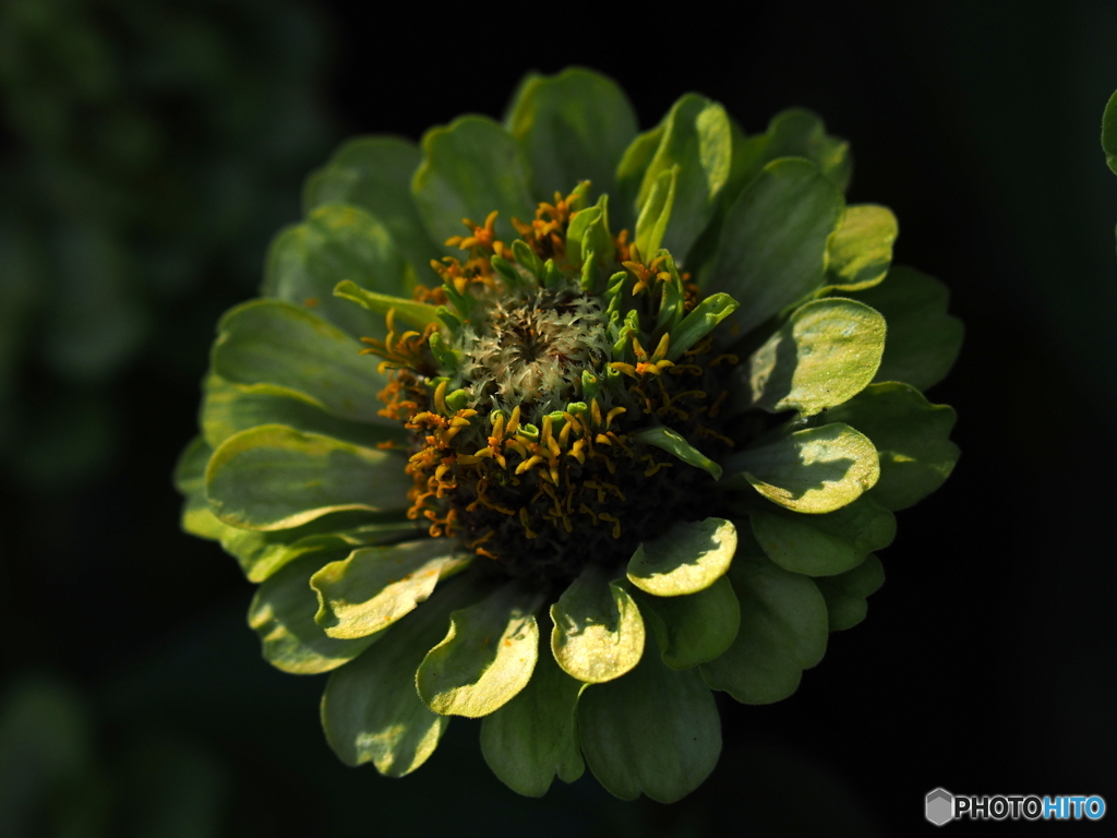 Green Zinnia