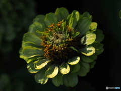 Green Zinnia