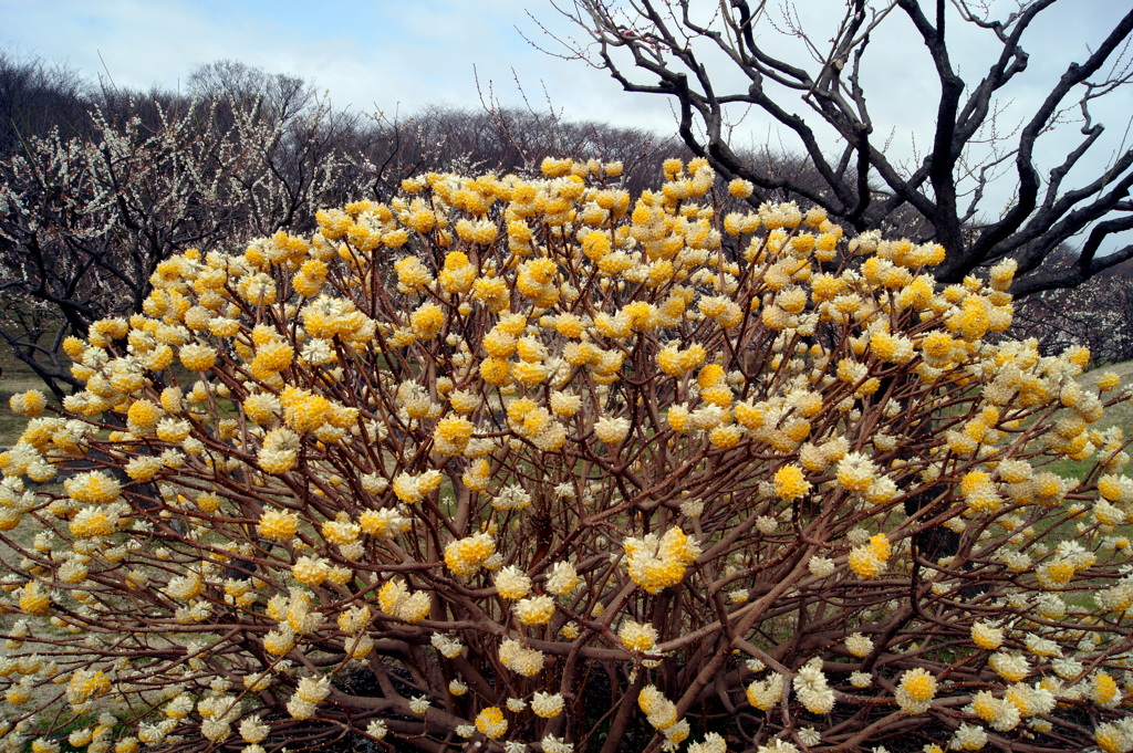 春近し-みつまた
