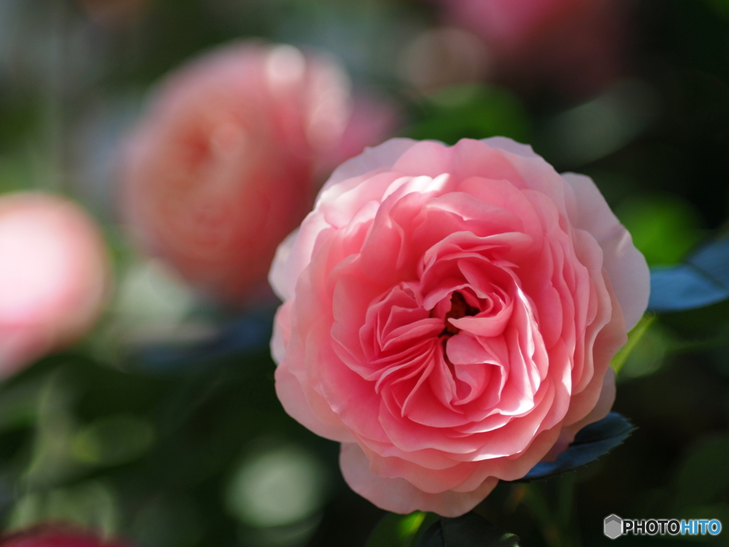 Rosa Rosa