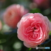 Rosa Rosa