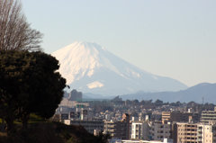 横浜からの富士