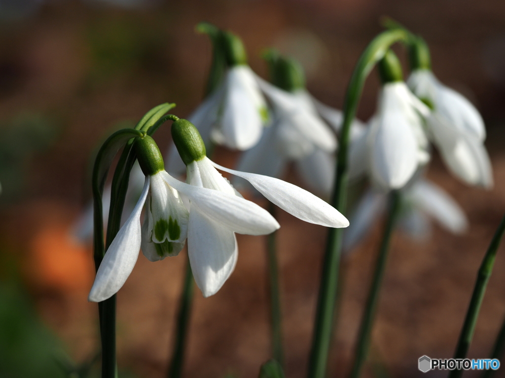 snowdrop