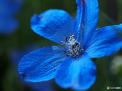 Delphinium 