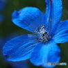 Delphinium 