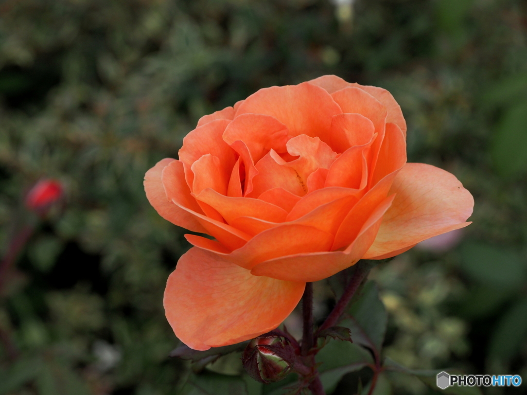 夏薔薇