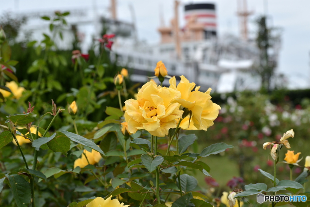 横浜薔薇色