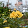 横浜薔薇色