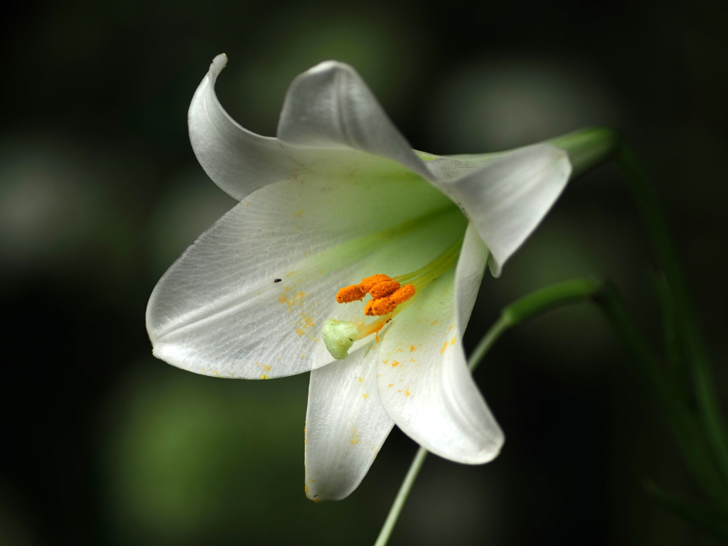 purity
