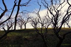 根岸森林公園　梅林