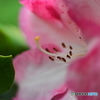 石楠花