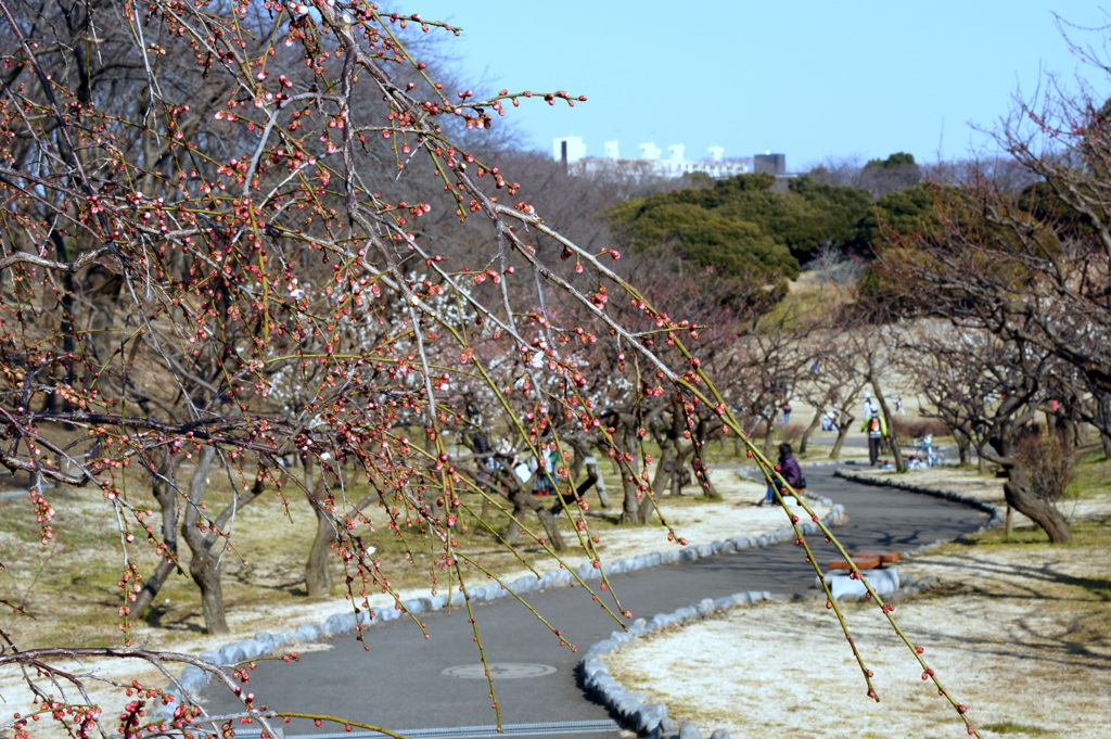 梅は咲いたか 桜はまだかいな-2
