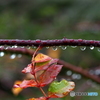 冷たい雨